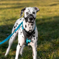 Collars, leashes and muzzles for animals